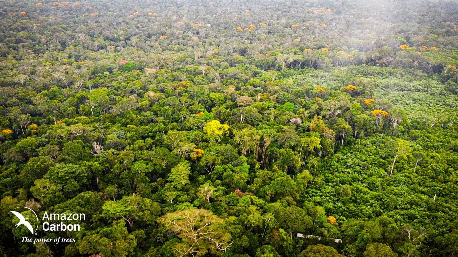 Amazon Territory Governance